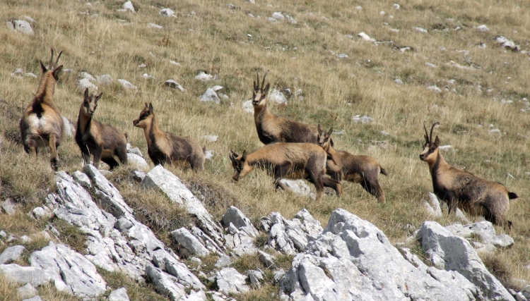 Camoscio d''Abruzzo Rupicapra pyrenaica ornata